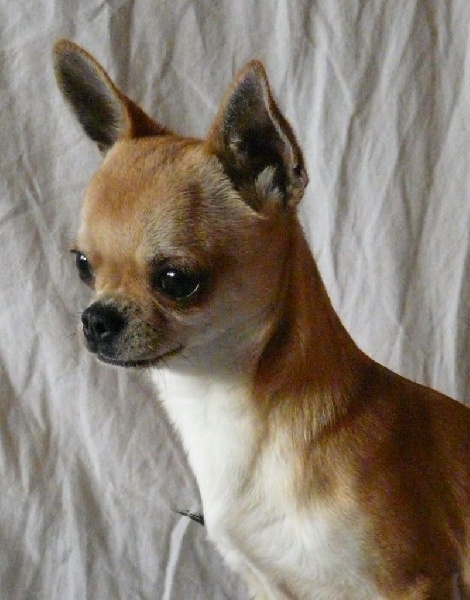 chiot Chihuahua de l'île aux genêts