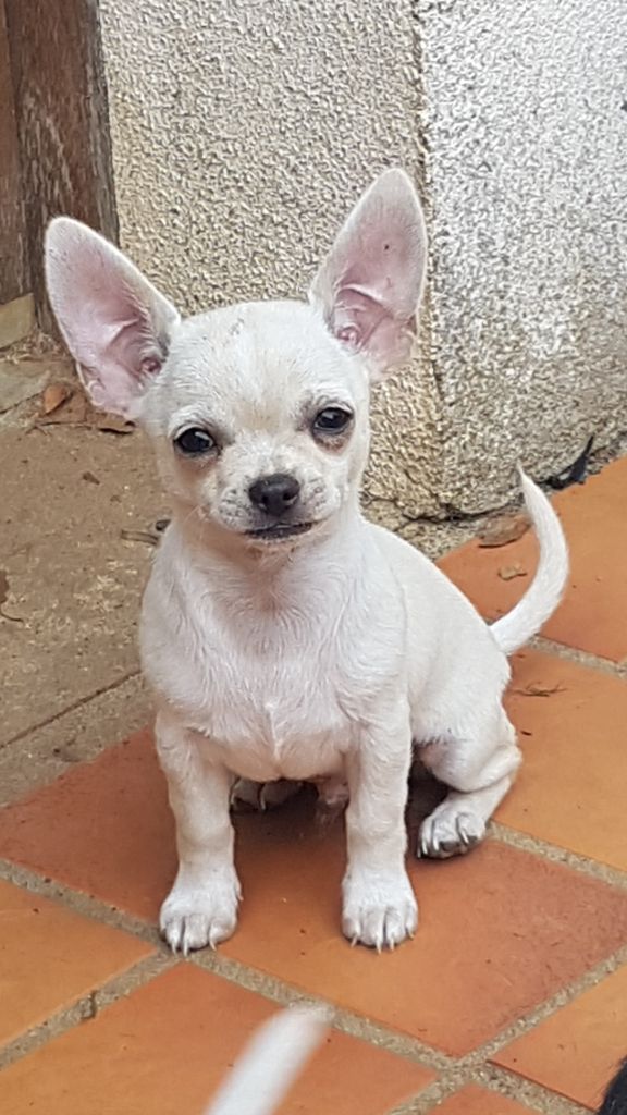 de l'île aux genêts - Chiot disponible  - Chihuahua