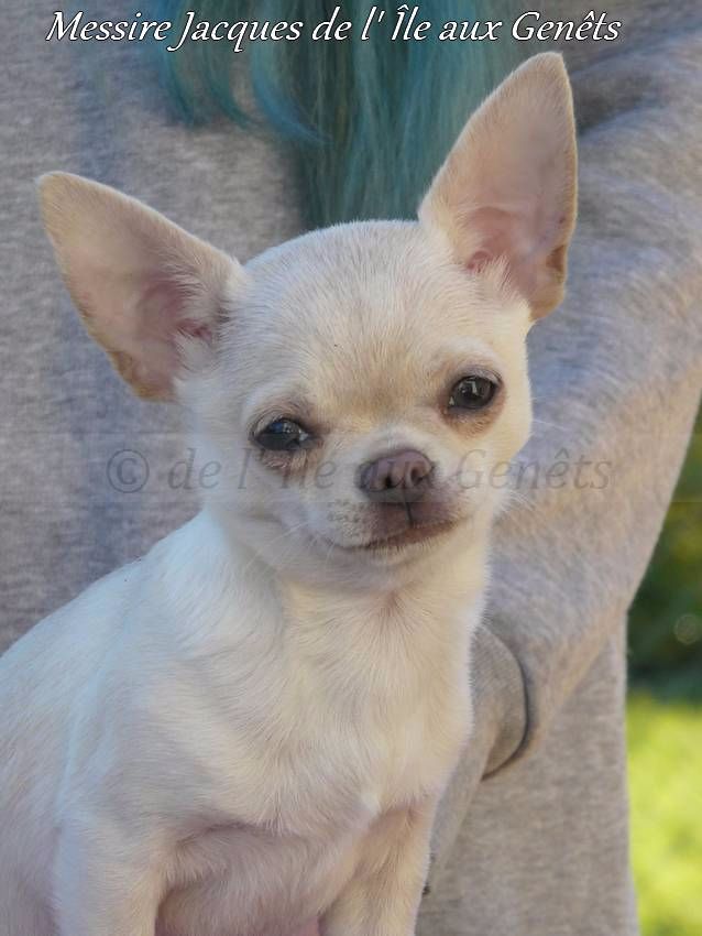 chiot Chihuahua de l'île aux genêts