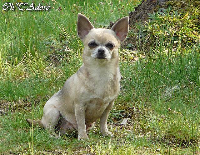 Ch't'adore Des pyramides de cholula