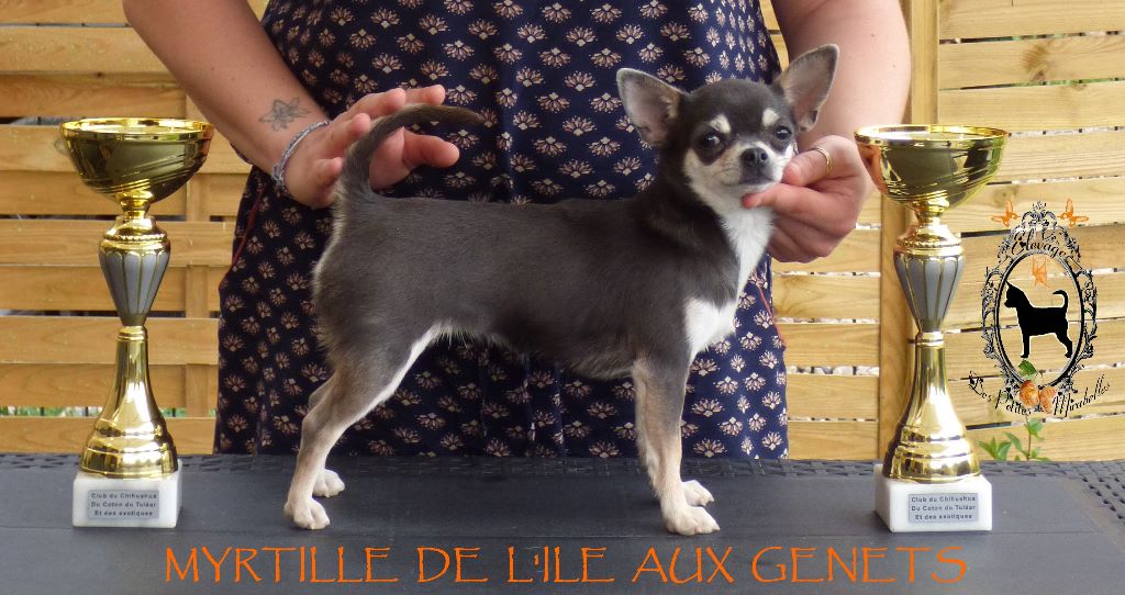 Myrtille de l'île aux genêts