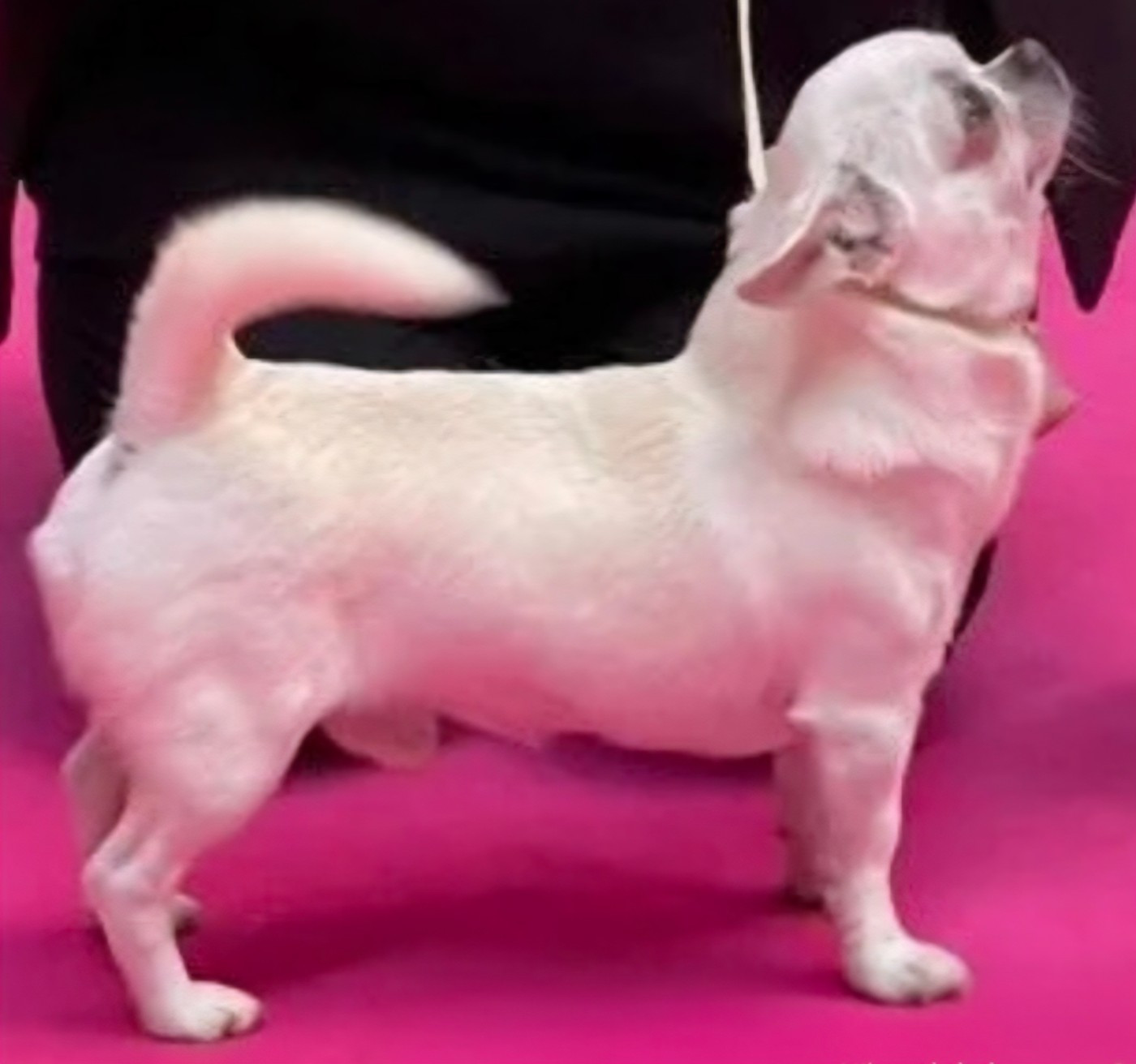 Prince Héritier Des Petites Mirabelles