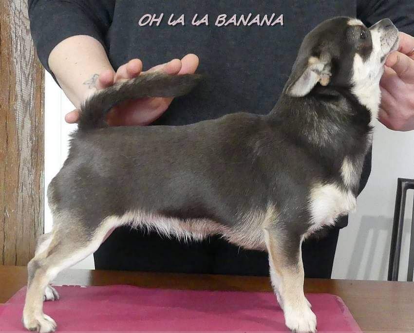 Oh la la banana de l'île aux genêts