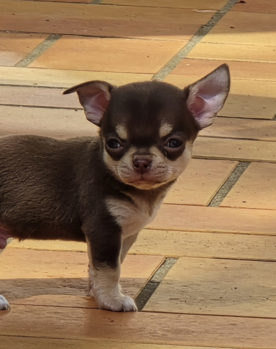 de l'île aux genêts - Chiots disponibles - Chihuahua