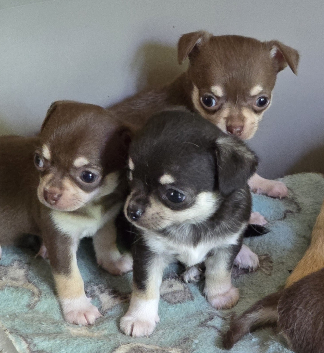 de l'île aux genêts - Chiots disponibles - Chihuahua