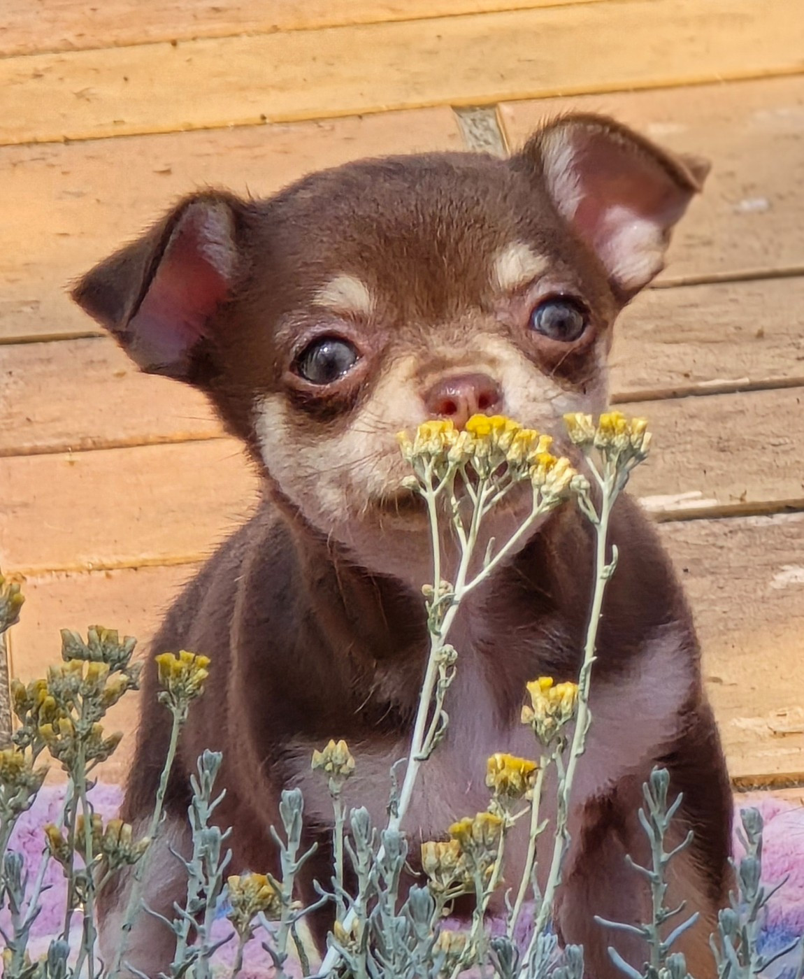 de l'île aux genêts - Chiots disponibles - Chihuahua