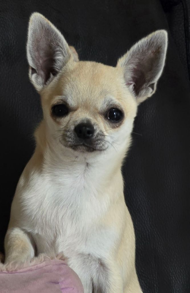 de l'île aux genêts - Chiots disponibles - Chihuahua