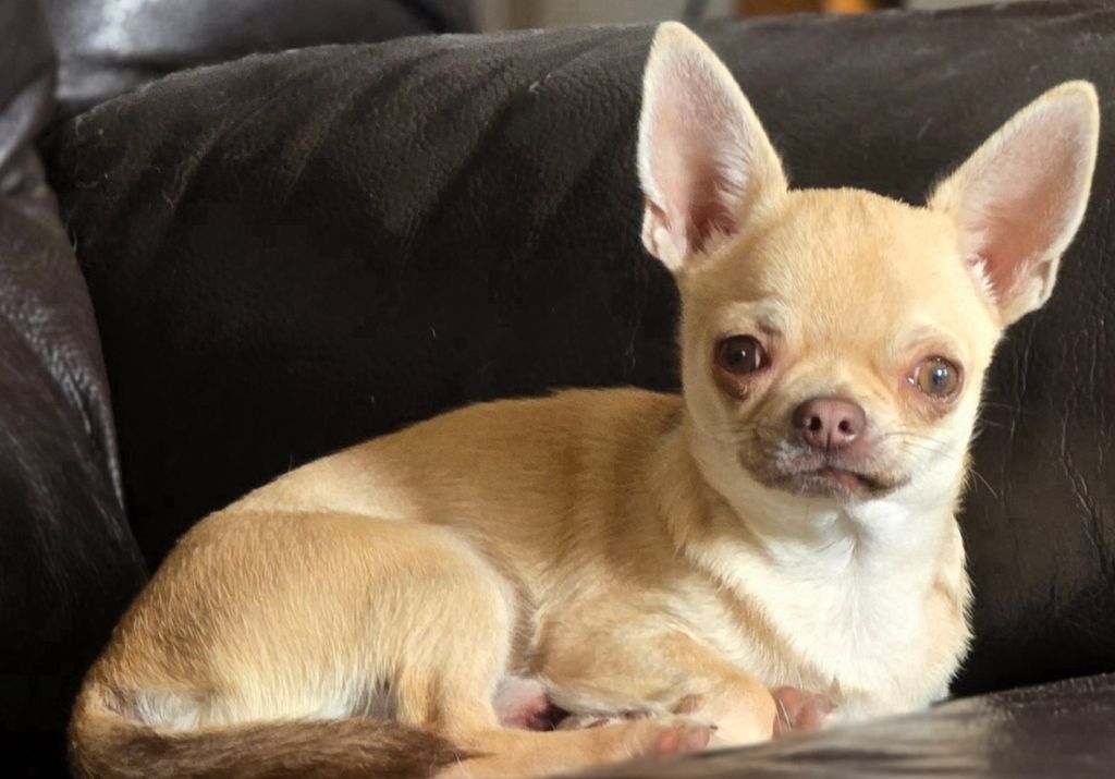 de l'île aux genêts - Chiots disponibles - Chihuahua