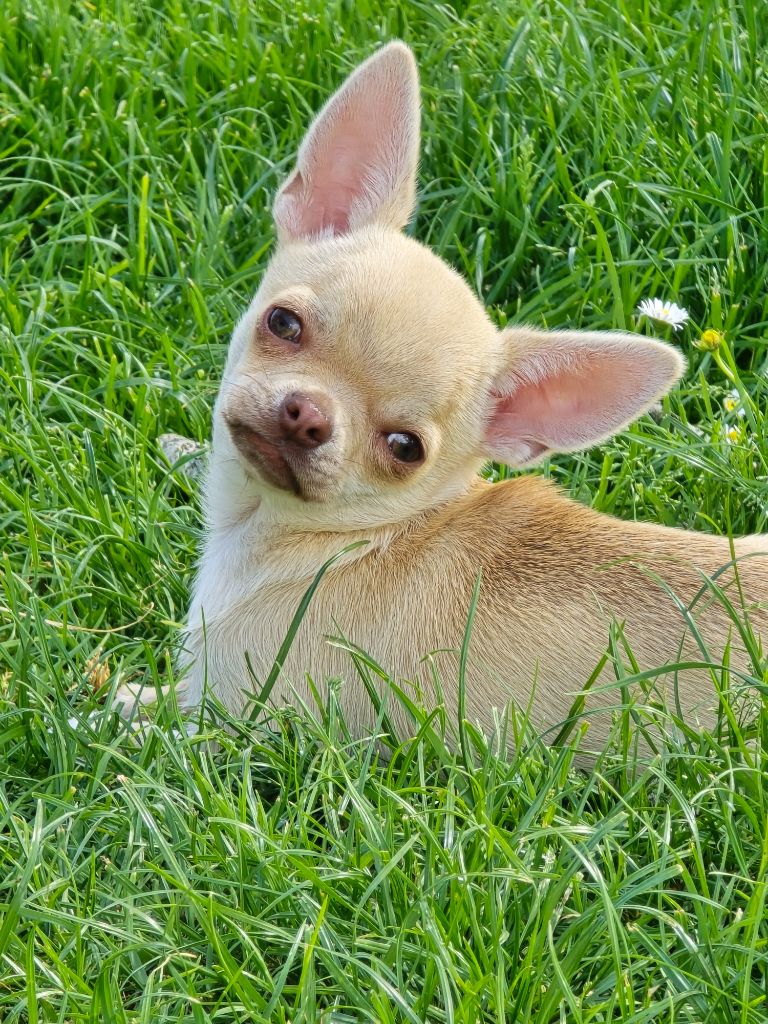 de l'île aux genêts - Chiots disponibles - Chihuahua